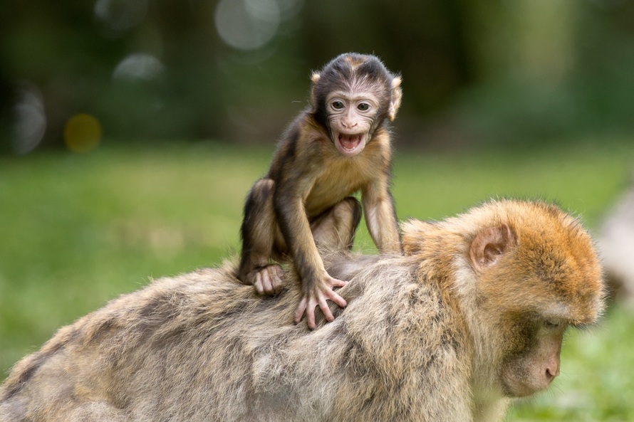 ape-berber-monkeys-mammal-affchen-50988-large