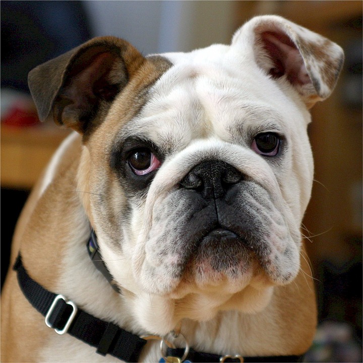 english-bulldog-538485_960_720