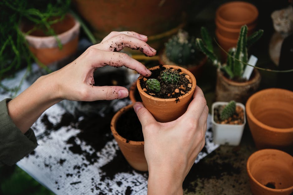 planting