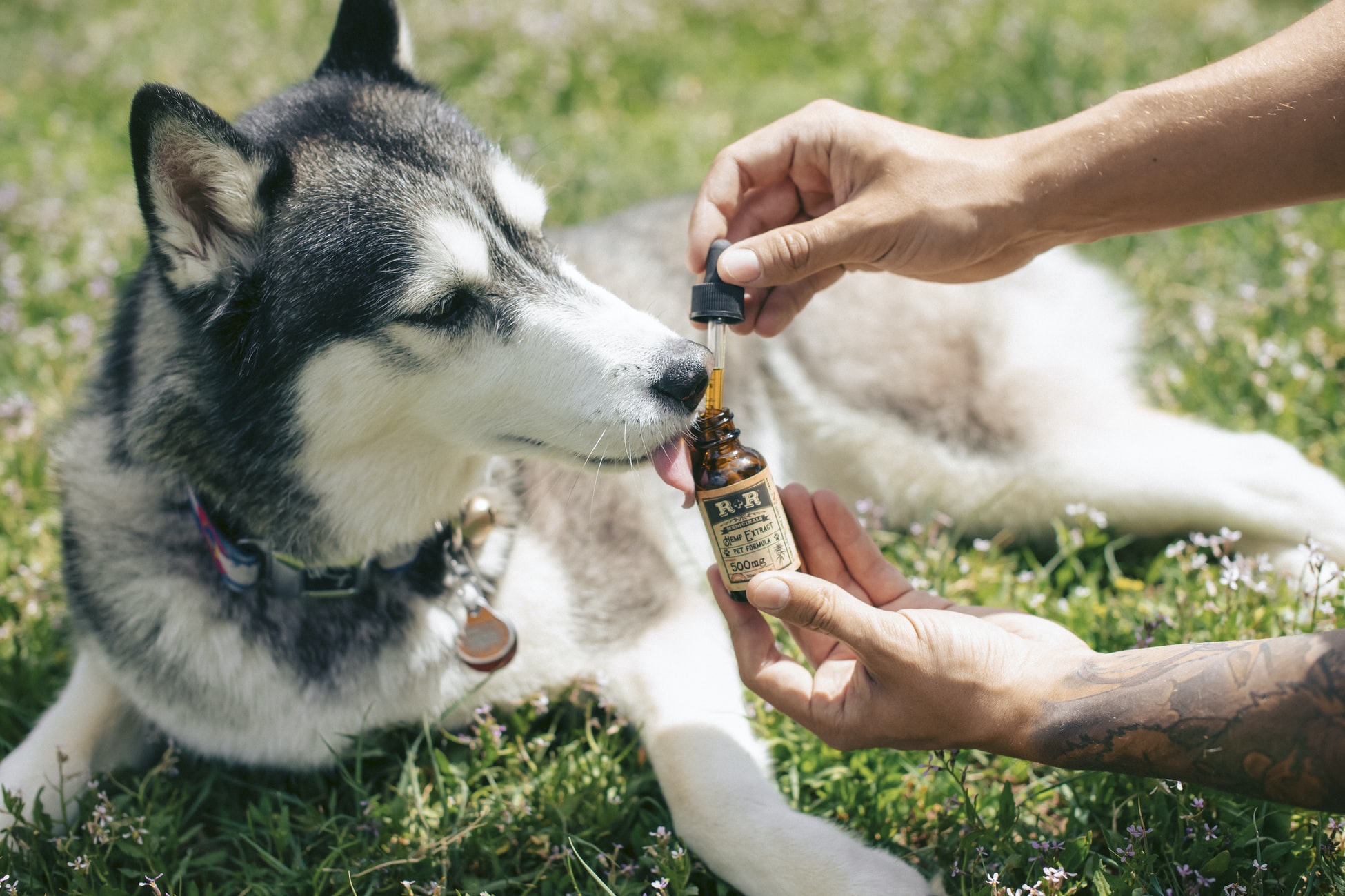 CBD products for dogs